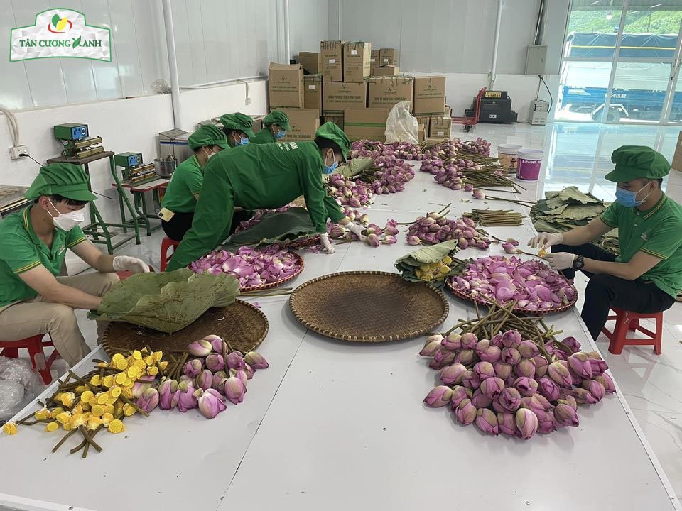 tra long sen nhan 2
